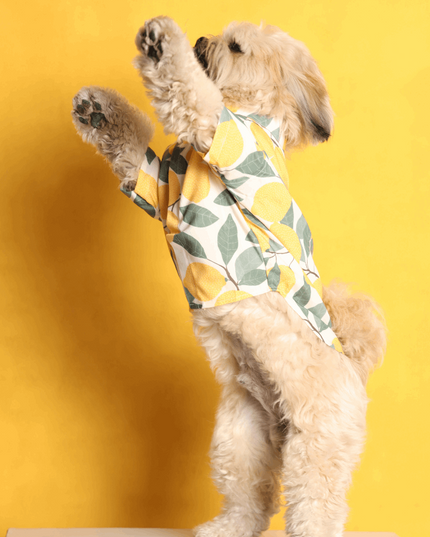Limon Dog Shirt