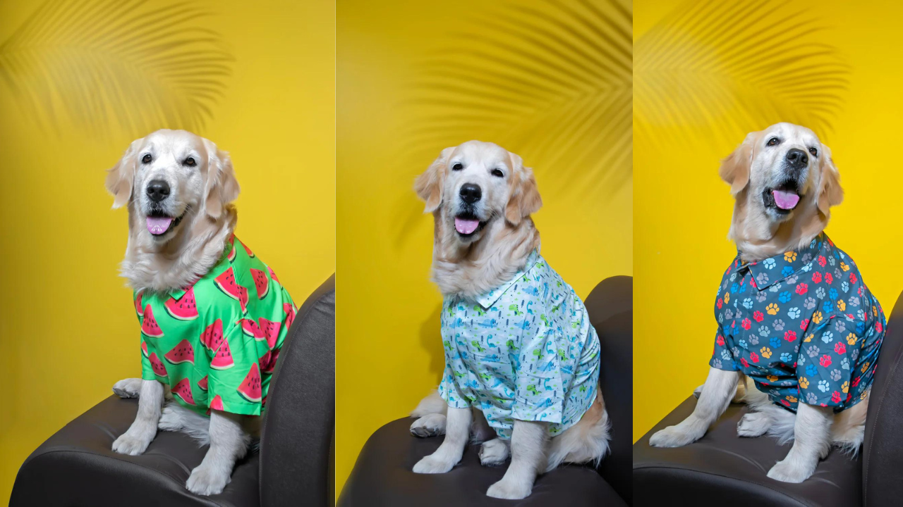 Your Dog's Fashion Itinerary For Special Days