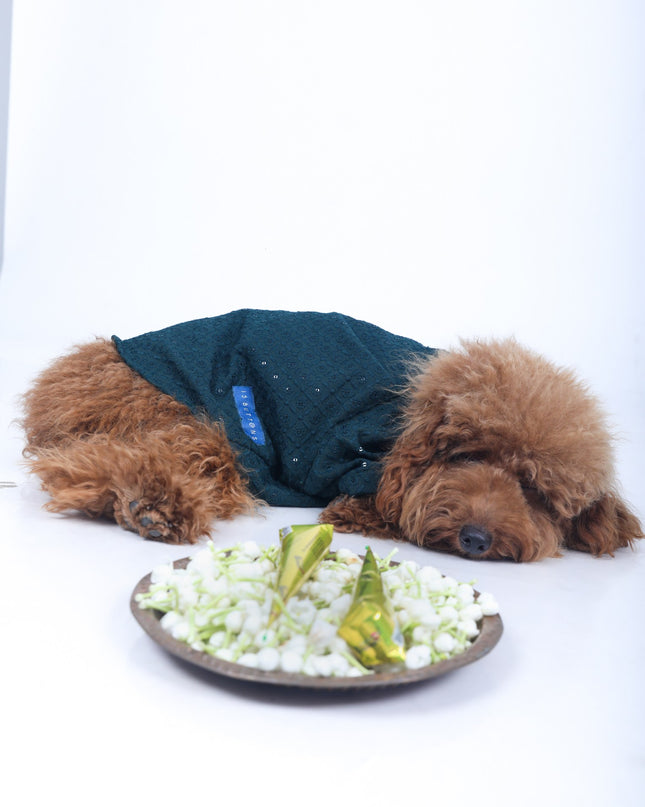Peacock Blue Dog Sherwani