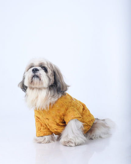 Mustard Yellow Dog Sherwani