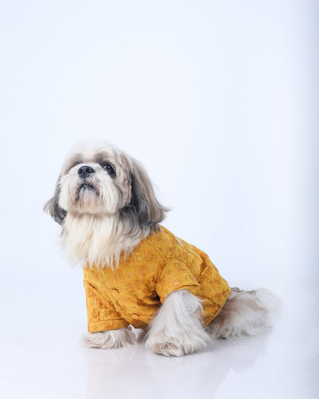 Mustard Yellow Dog Sherwani
