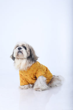 Mustard Yellow Haldi Dog Sherwani