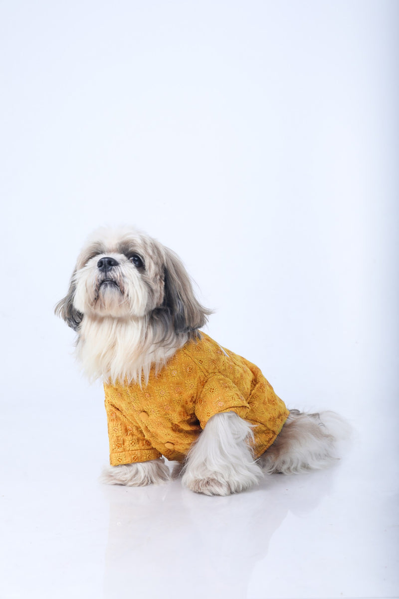 Mustard Yellow Dog Sherwani