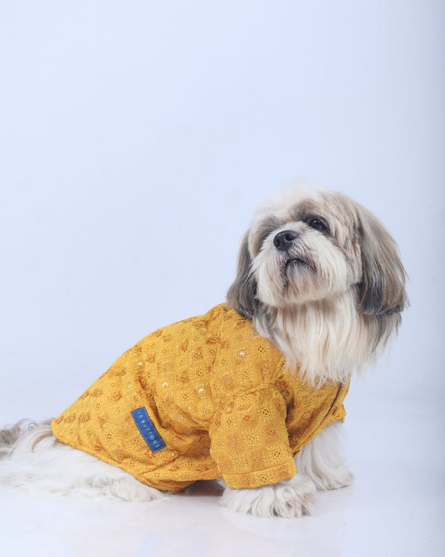Mustard Yellow Dog Sherwani
