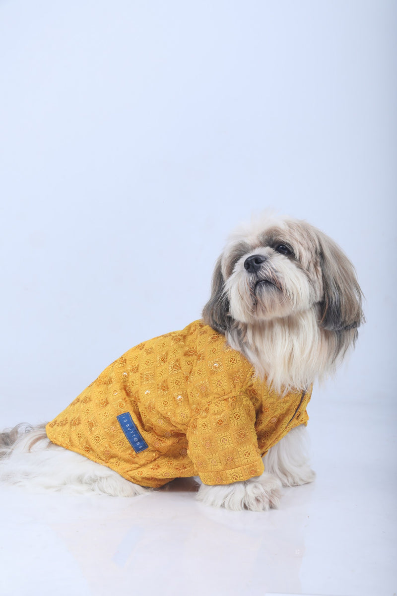 Mustard Yellow Haldi Dog Sherwani