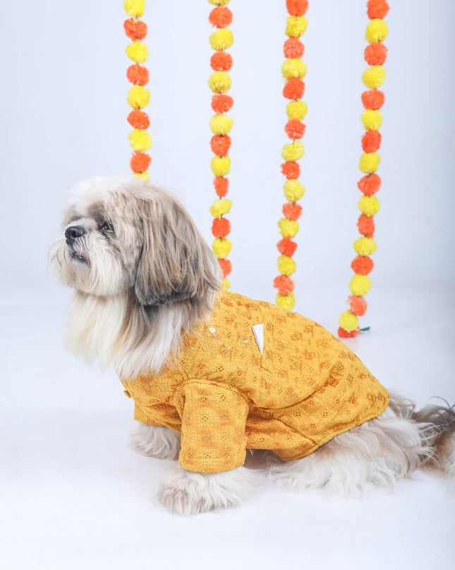 Mustard Yellow Dog Sherwani