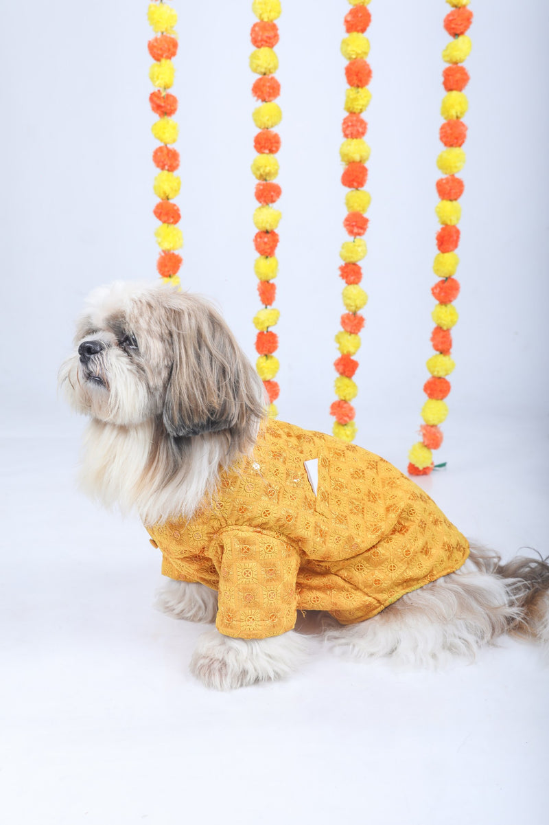 Mustard Yellow Haldi Dog Sherwani