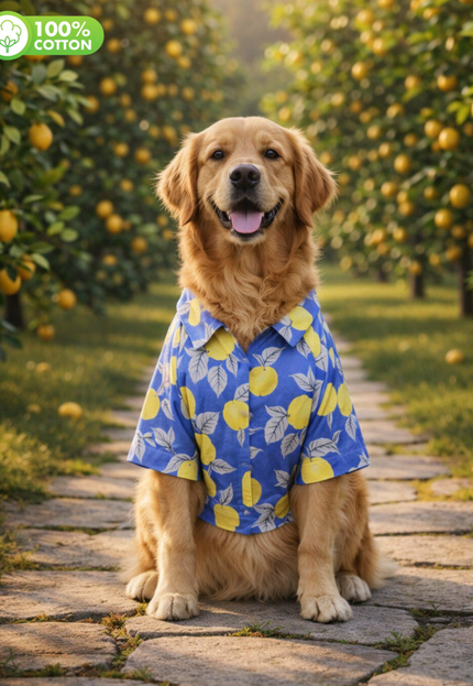 Royal Blue Lemon Cotton Dog Shirt