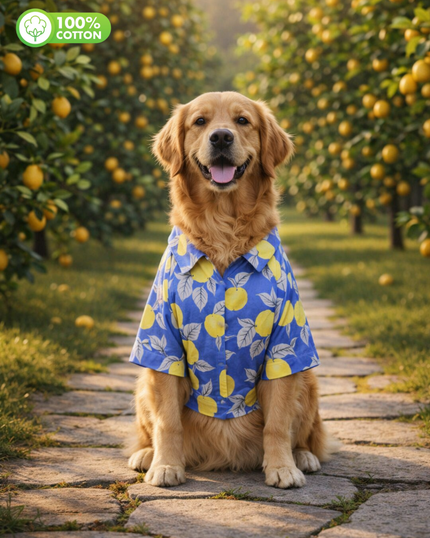 Royal Blue Lemon Cotton Dog Shirt