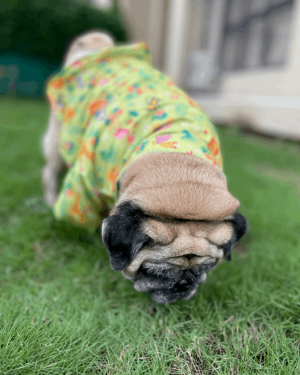 Madagascar Dog Shirt