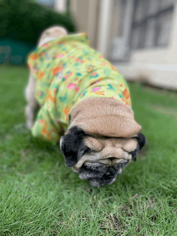 Madagascar Dog Shirt