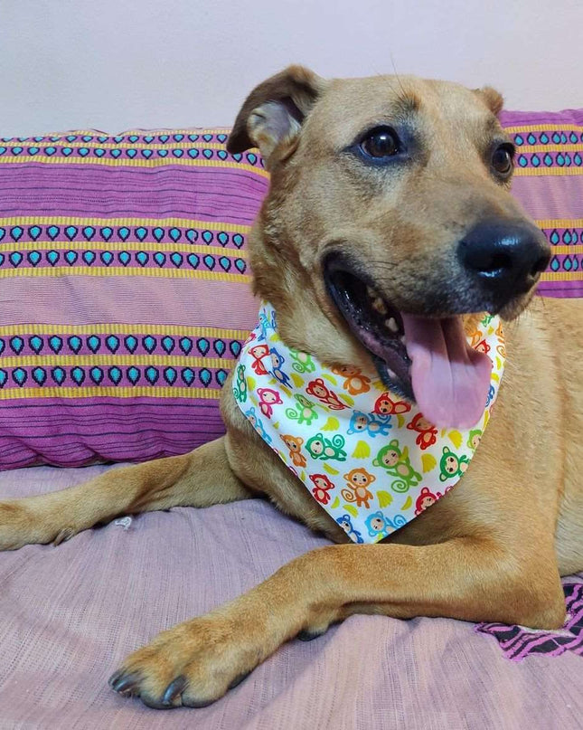 Monkey Bandana