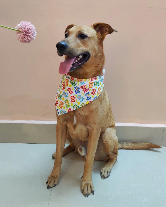 Monkey Bandana