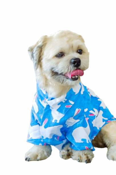 Blue Bunny Dog Shirt