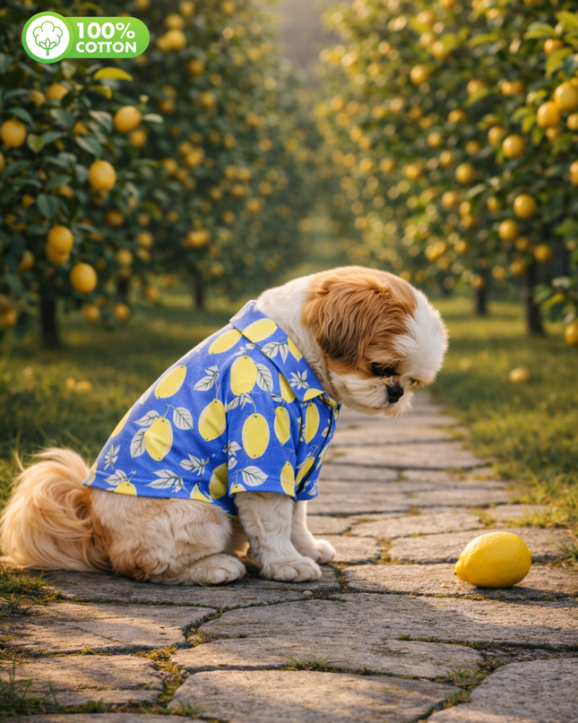 Royal Blue Lemon Cotton Dog Shirt