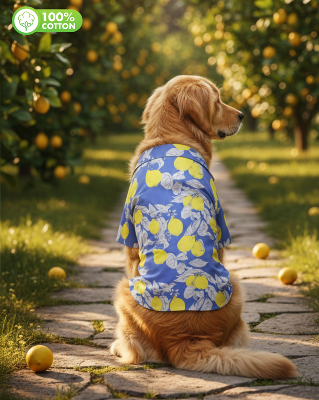 Royal Blue Lemon Cotton Dog Shirt