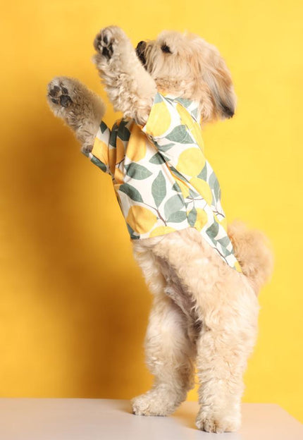 Collection image for: Dog Shirts