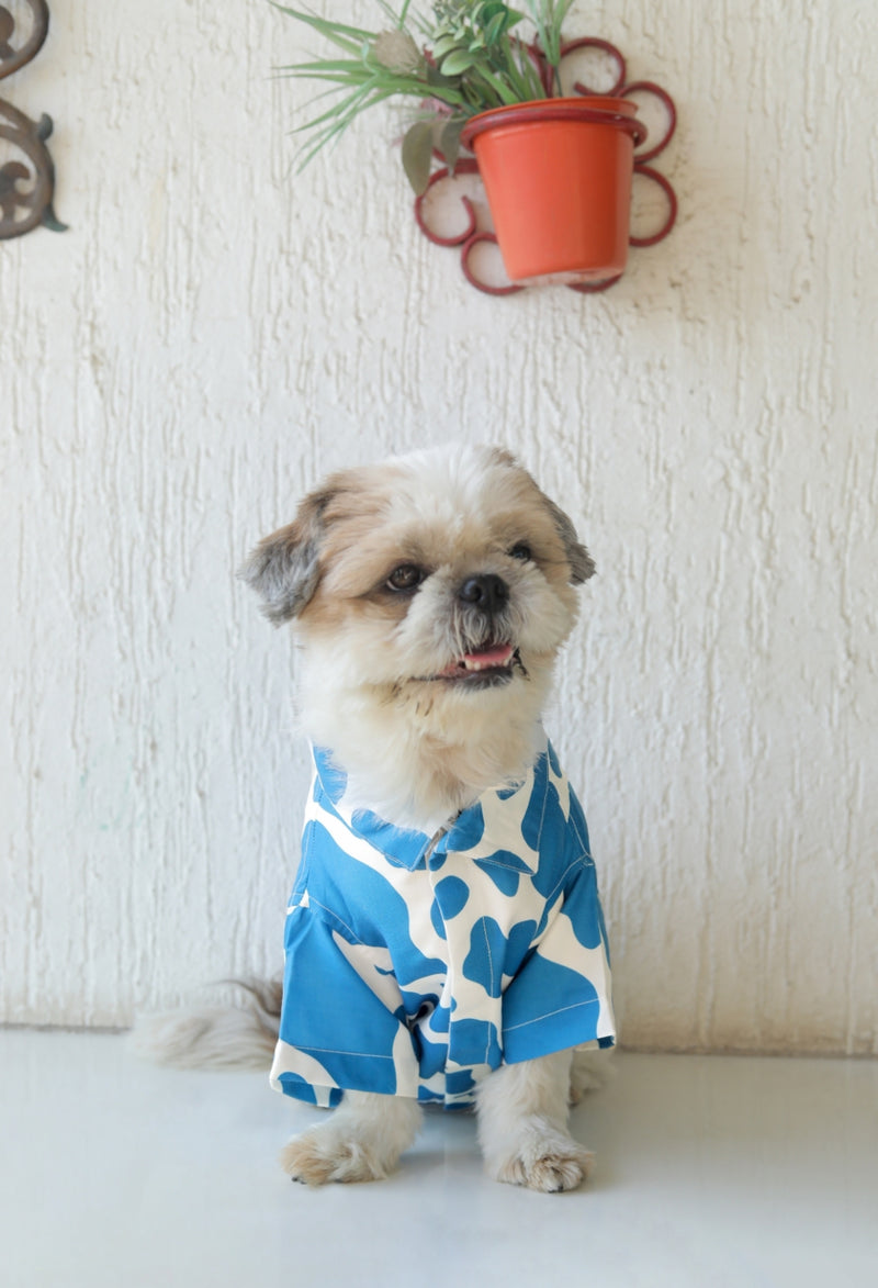 BLUE MOO