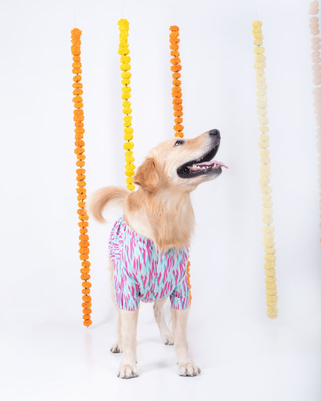 PHATAKA DOG KURTA
