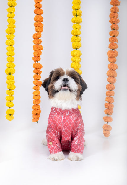KHUSHI DOG KURTA