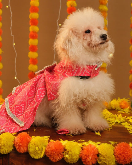 GULABO BANDHANI DOG LEHENGA