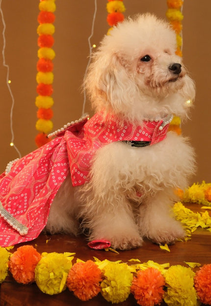 GULABO BANDHANI DOG LEHENGA