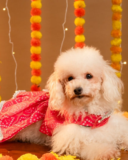 GULABO BANDHANI DOG LEHENGA
