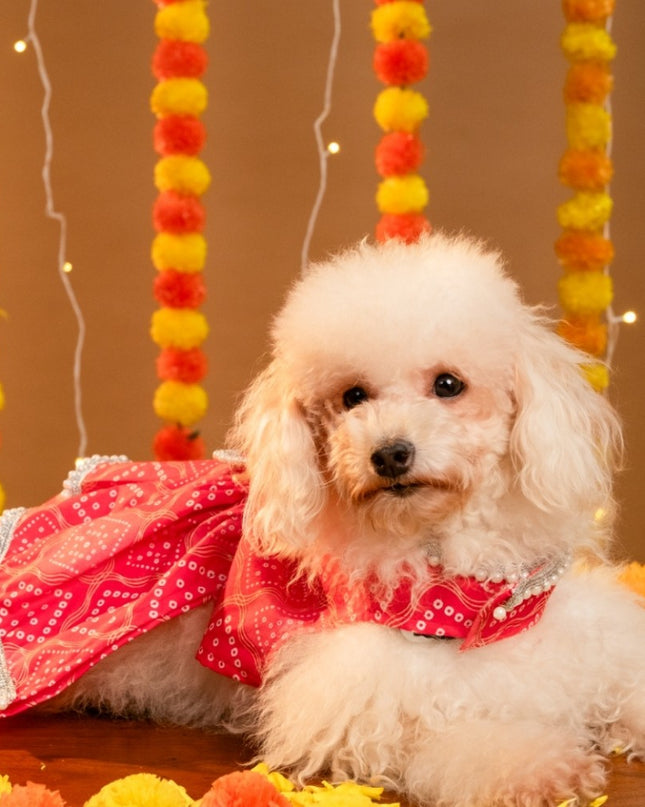GULABO BANDHANI DOG LEHENGA