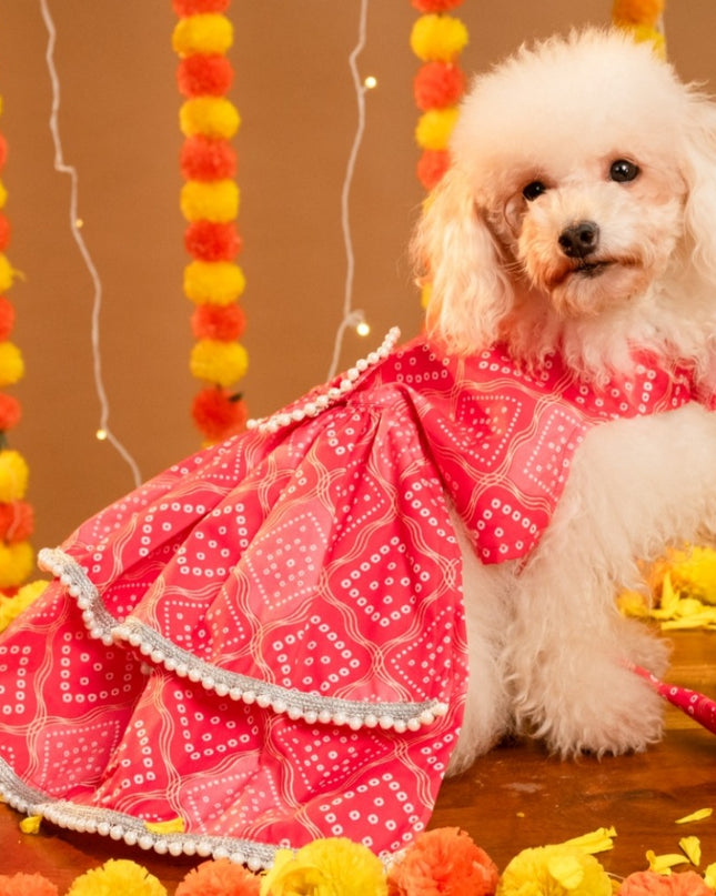 GULABO BANDHANI DOG LEHENGA