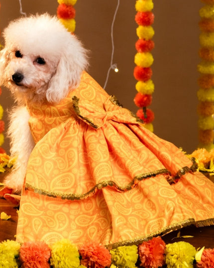 KESARIYA DOG LEHENGA