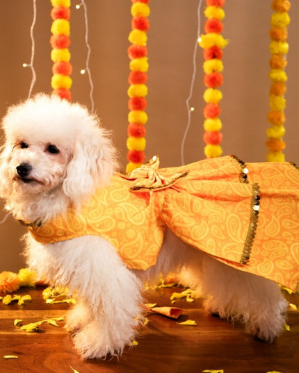 KESARIYA DOG LEHENGA