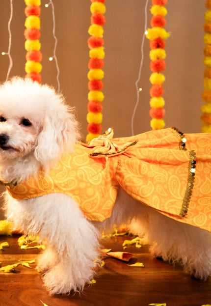 KESARIYA DOG LEHENGA