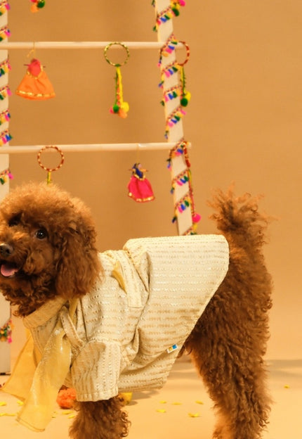 Collection image for: Dog Indian Kurtas