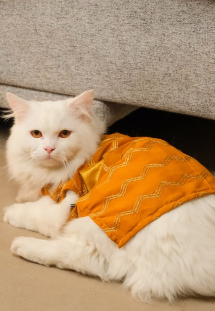 Jashn Mustard Cat Sherwani