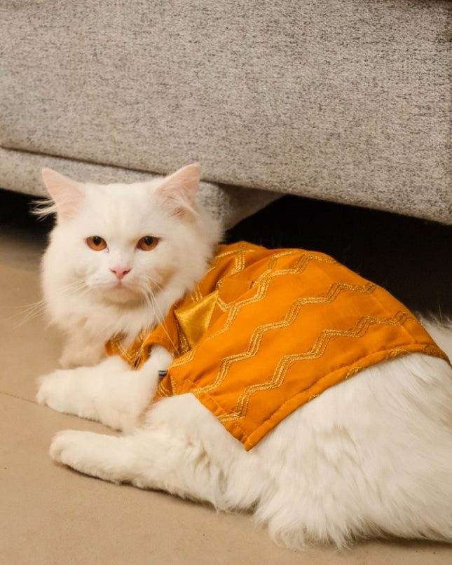 Jashn Mustard Cat Sherwani
