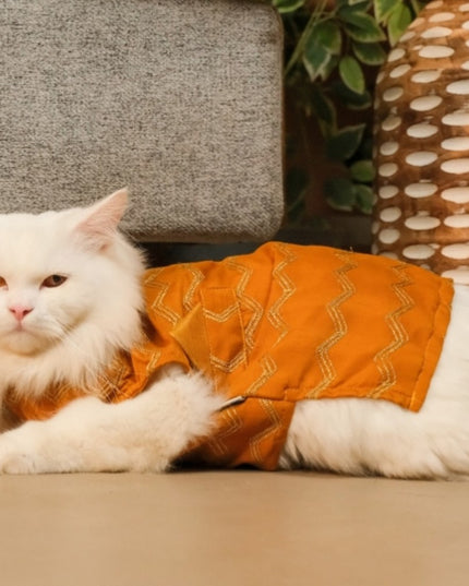 Jashn Mustard Cat Sherwani