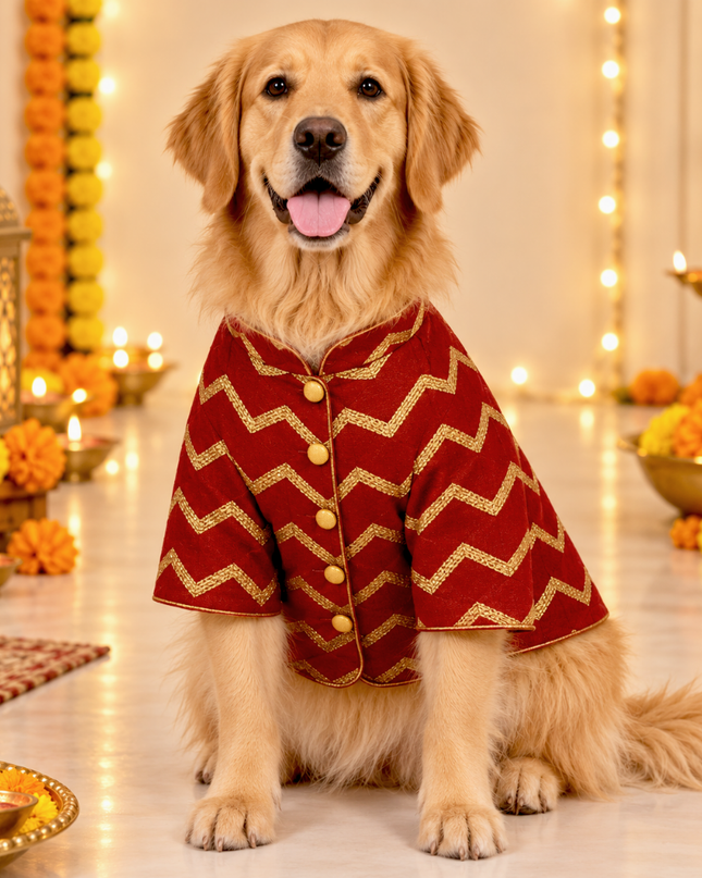 JASHN RED AND GOLD DOG SHERWANI