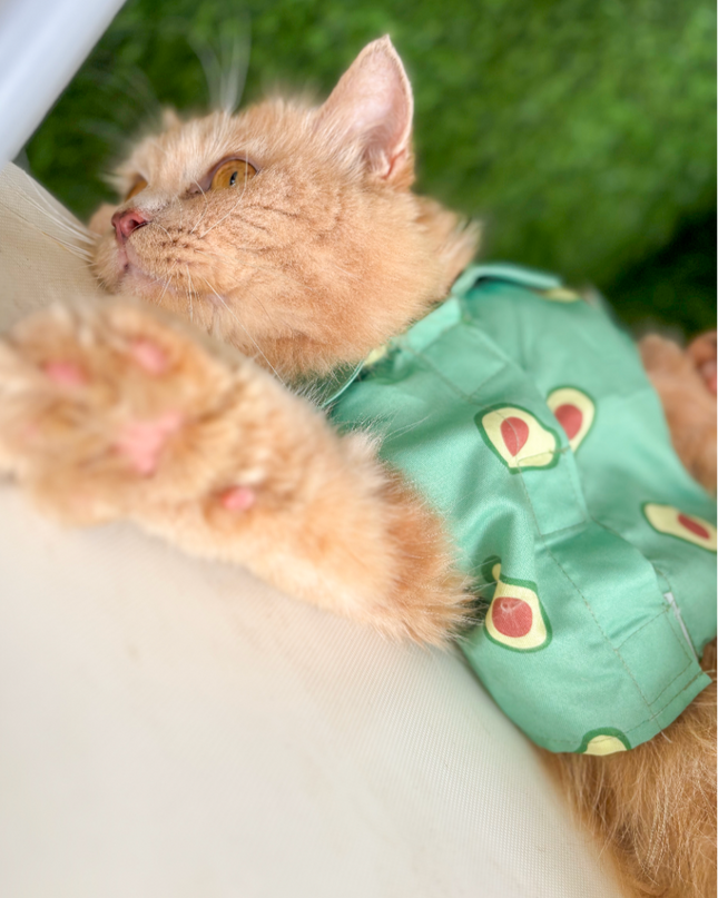 AVOCADO CAT SHIRT