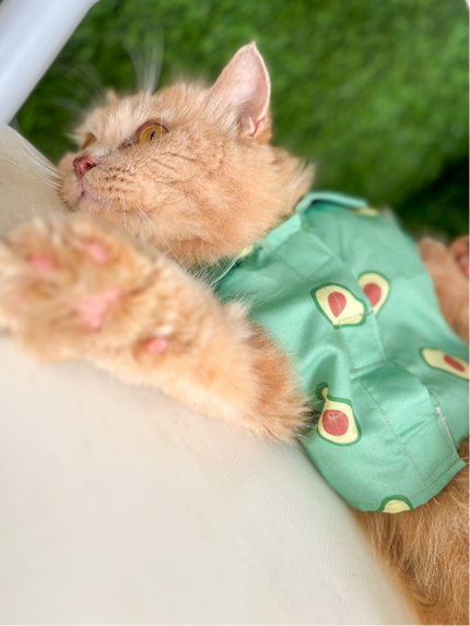 AVOCADO CAT SHIRT