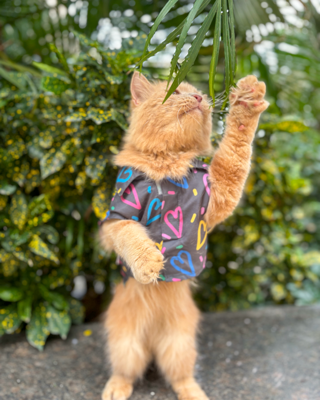 HEART BUZZ CAT SHIRT
