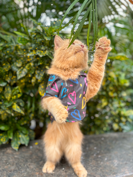 HEART BUZZ CAT SHIRT