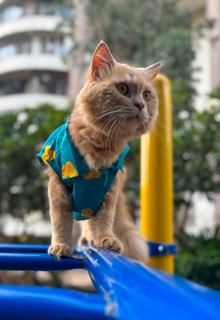 Collection image for: Cat Shirts