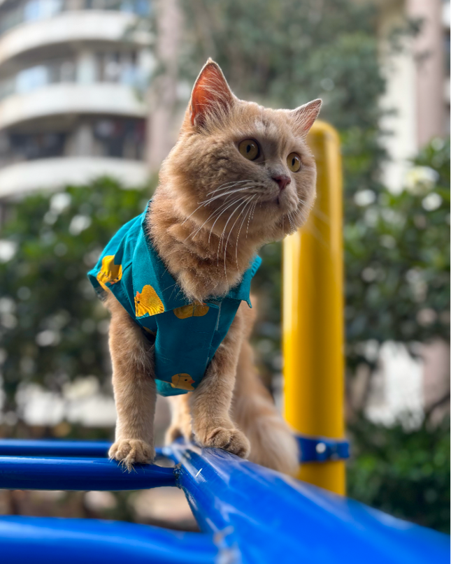LITTLE DUCKLING CAT SHIRT