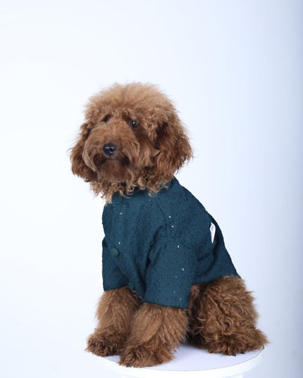 Peacock Blue Dog Sherwani