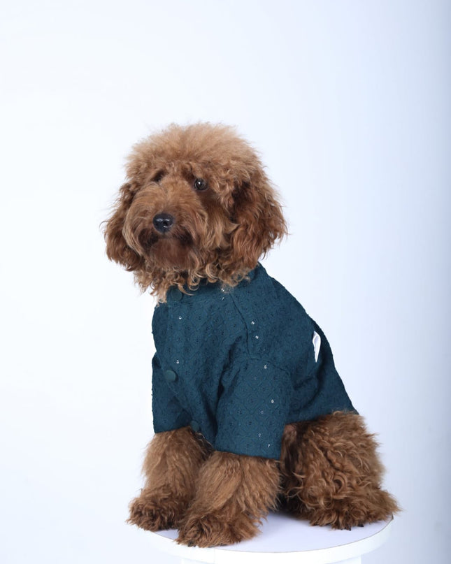 Peacock Blue Dog Sherwani