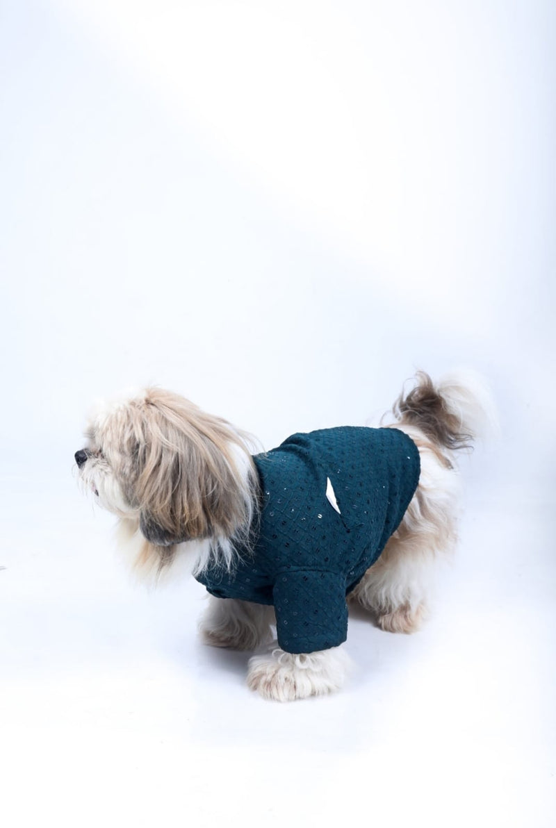 Peacock Blue Dog Sherwani