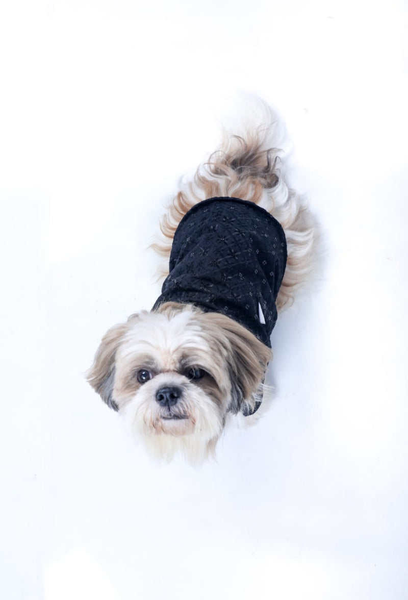 Black Sangeet Dog Sherwani