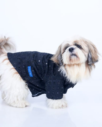 Black Dog Sherwani