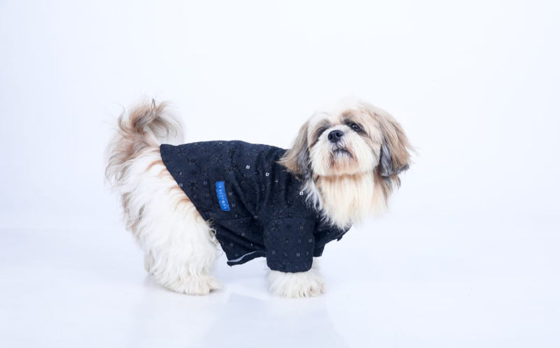 Black Sangeet Dog Sherwani