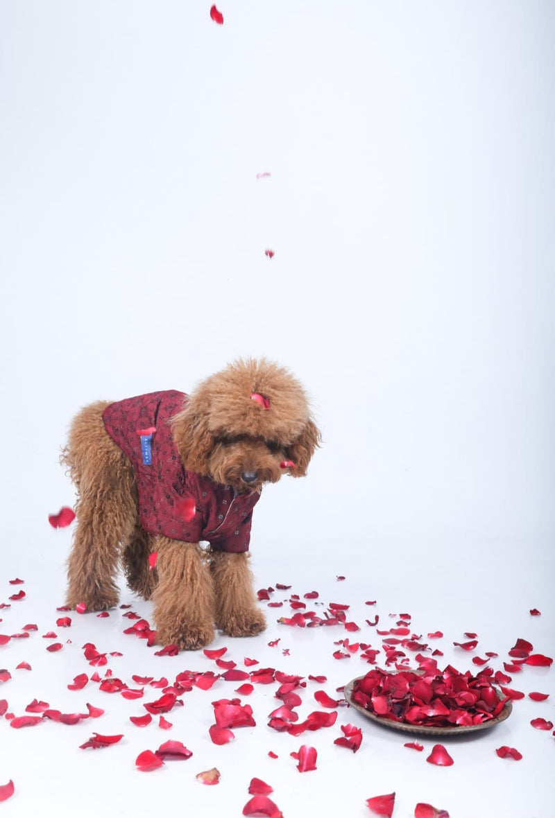 Maroon Wedding Dog Sherwani